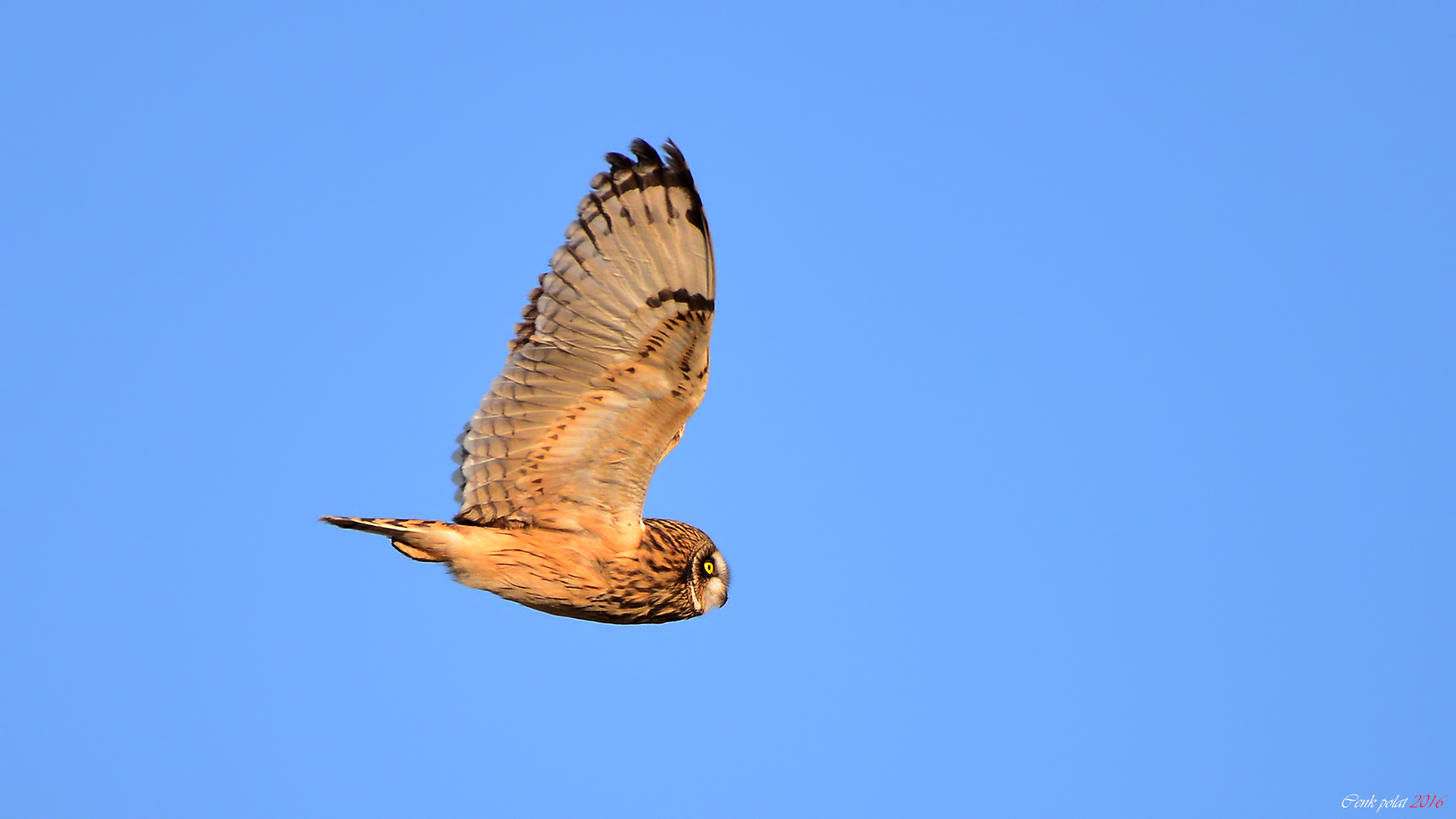 Short-eared Owl